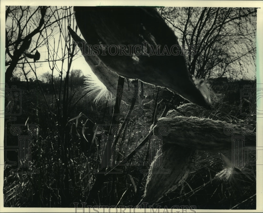 1986 Press Photo Wild plants - mjb87291 - Historic Images