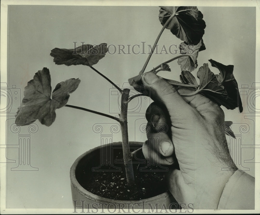 1959 Press Photo Cuttings of outdoor geraniums - mjb87337 - Historic Images