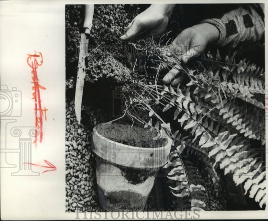 1959 A Boston fern is easily divided-Historic Images