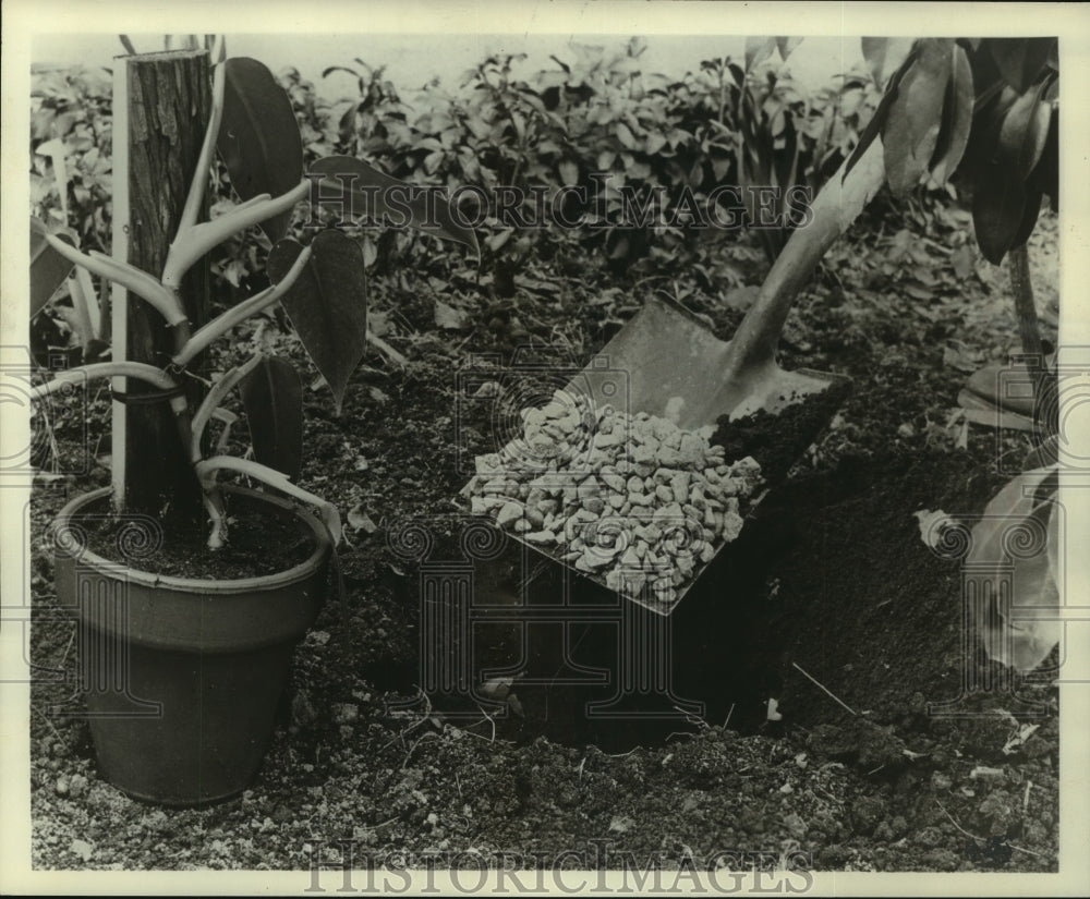 1961 Press Photo Potted house plants in a shady spot outdoors - mjb87349- Historic Images