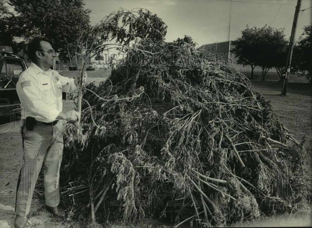 1984 Press Photo Iowa County Chief Deputy Sheriff William Whitford, marijuana - Historic Images