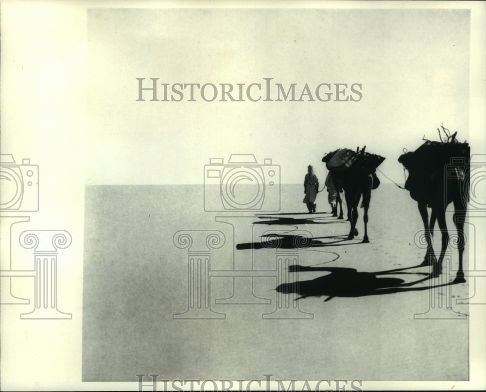 1970 Press Photo Man walks camels through Sahara Desert - mjb87548 - Historic Images