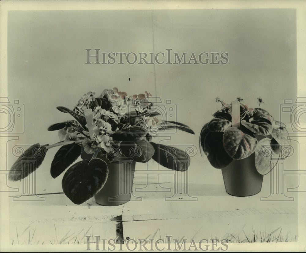 1957 The African violet, a persistent bloomer, has become a favorite - Historic Images