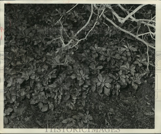1958 Press Photo Japanese Spurge plant. - mjb87641-Historic Images