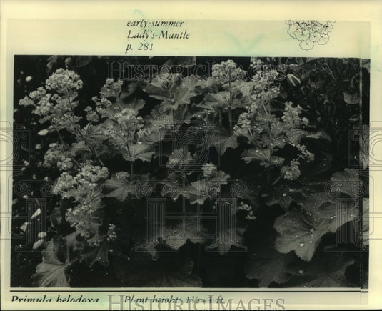1987 Press Photo A Lady's-mantle (Primula belodoxa) grows 1-1/2 - 3 feet tall. - Historic Images