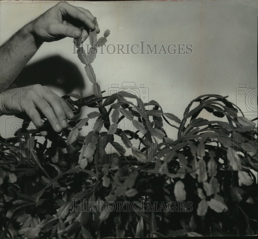 1953 The Christmas cactus, a native of Brazil, but also in Wisconsin-Historic Images