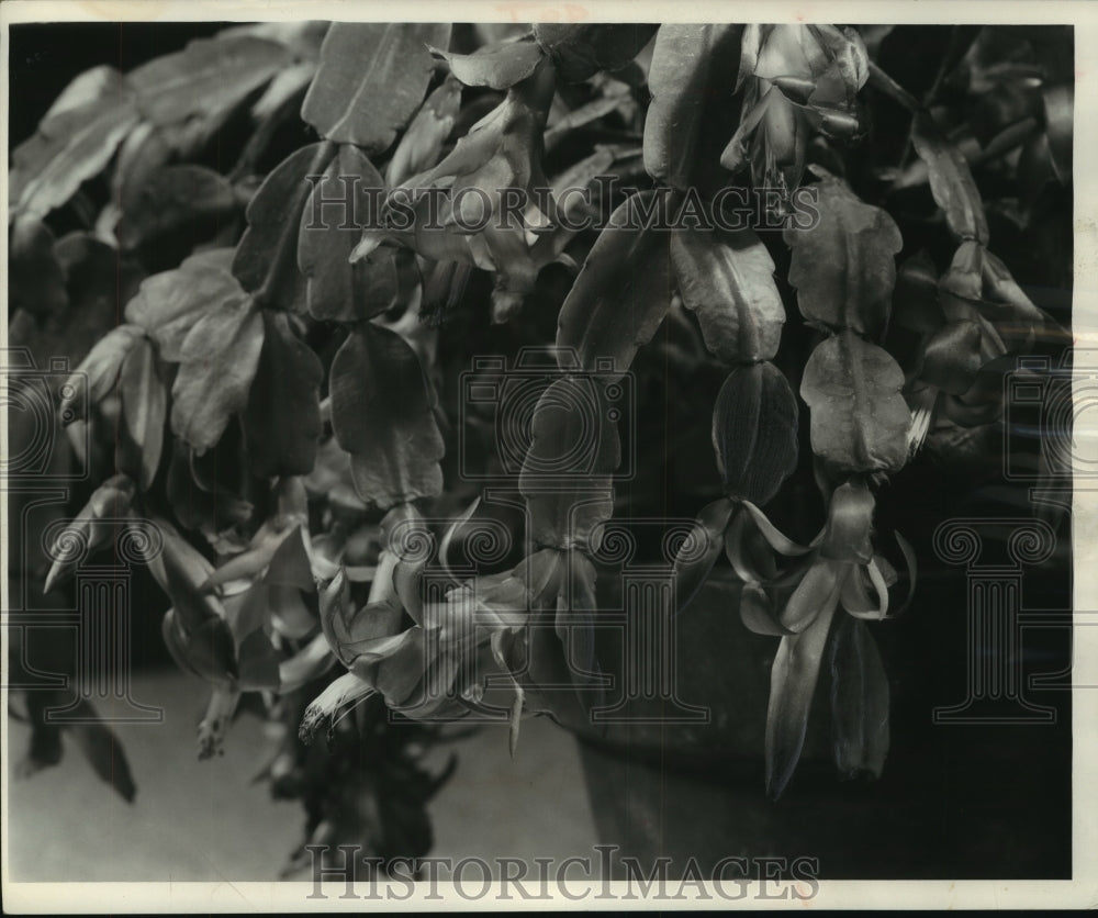 1956 Press Photo Christmas cactus bloom is delicate and drooping. - mjb87658 - Historic Images