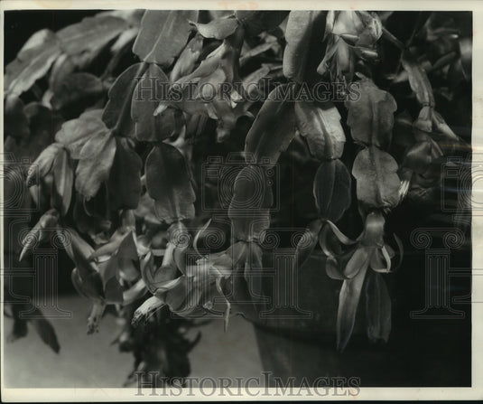 1956 Press Photo Christmas cactus bloom is delicate and drooping. - mjb87658 - Historic Images