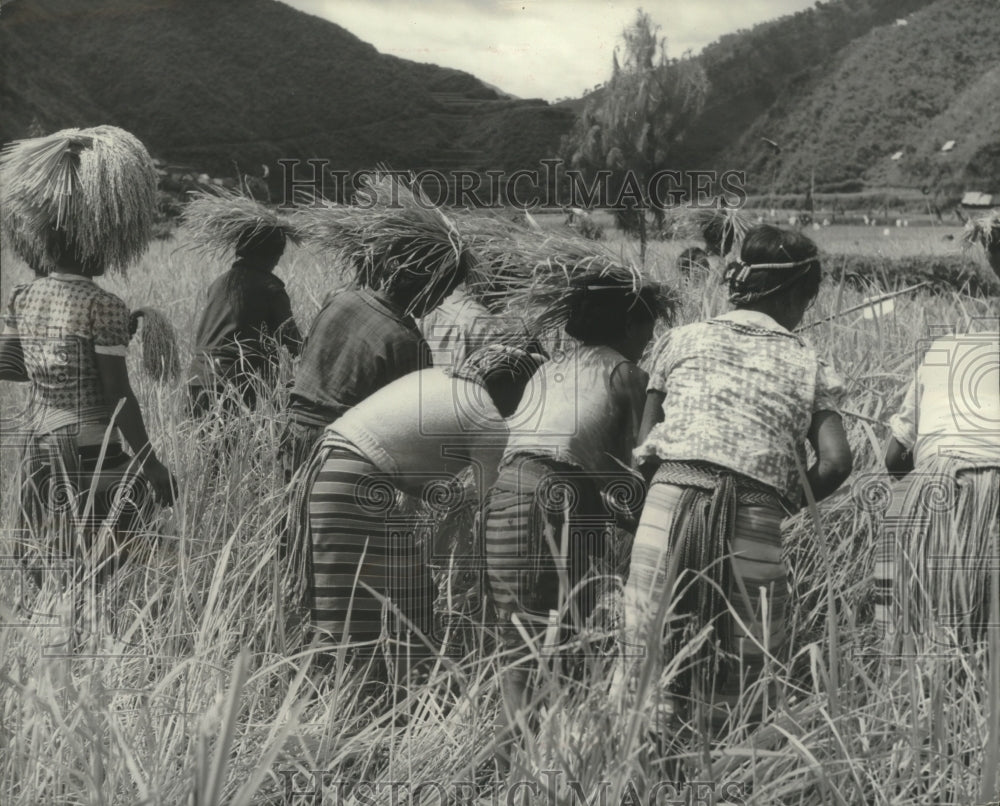 1951 Press Photo A Philippine rice crew harvesting rice. - mjb88118-Historic Images