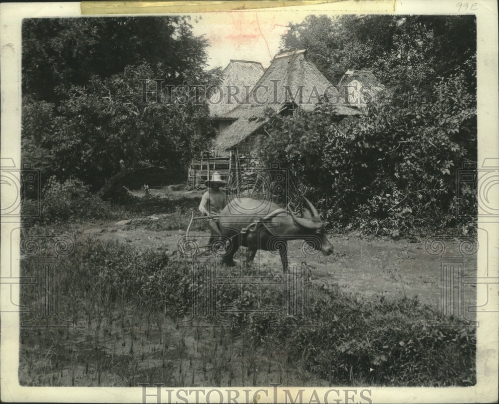 1942 Press Photo Native Philippine farmers use Carabo Water Buffalo to plow. - Historic Images