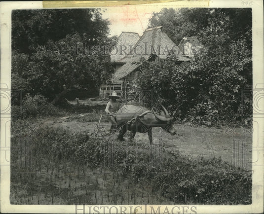 1942 Press Photo Native Philippine farmers use Carabo Water Buffalo to plow. - Historic Images