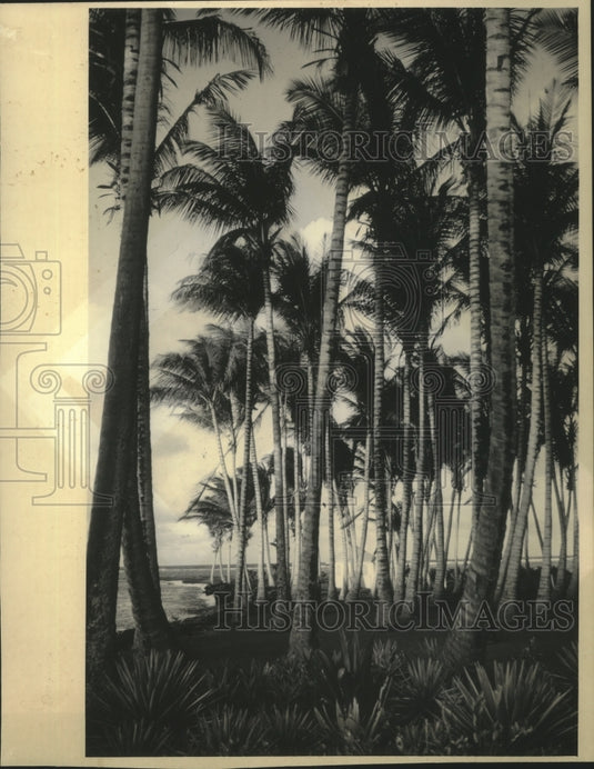 1985 Palm-lined avenue on St. Kitts island in the Caribbean - Historic Images