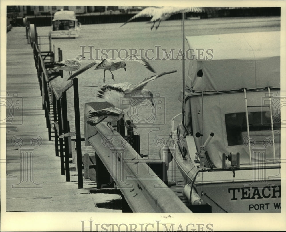 1984 Gulls at Port Washington&#39;s harbor, Wisconsin-Historic Images