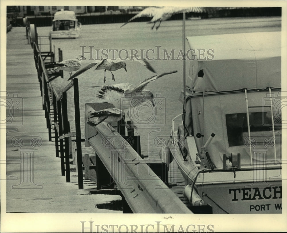 1984 Gulls at Port Washington's harbor, Wisconsin-Historic Images