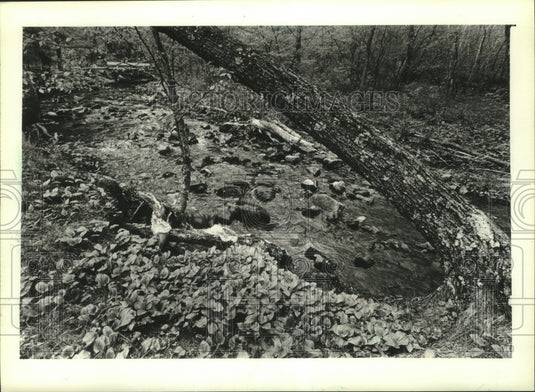 1982 Press Photo Otter Creek bubbles along in the Baraboo Hills of Sauk County - Historic Images