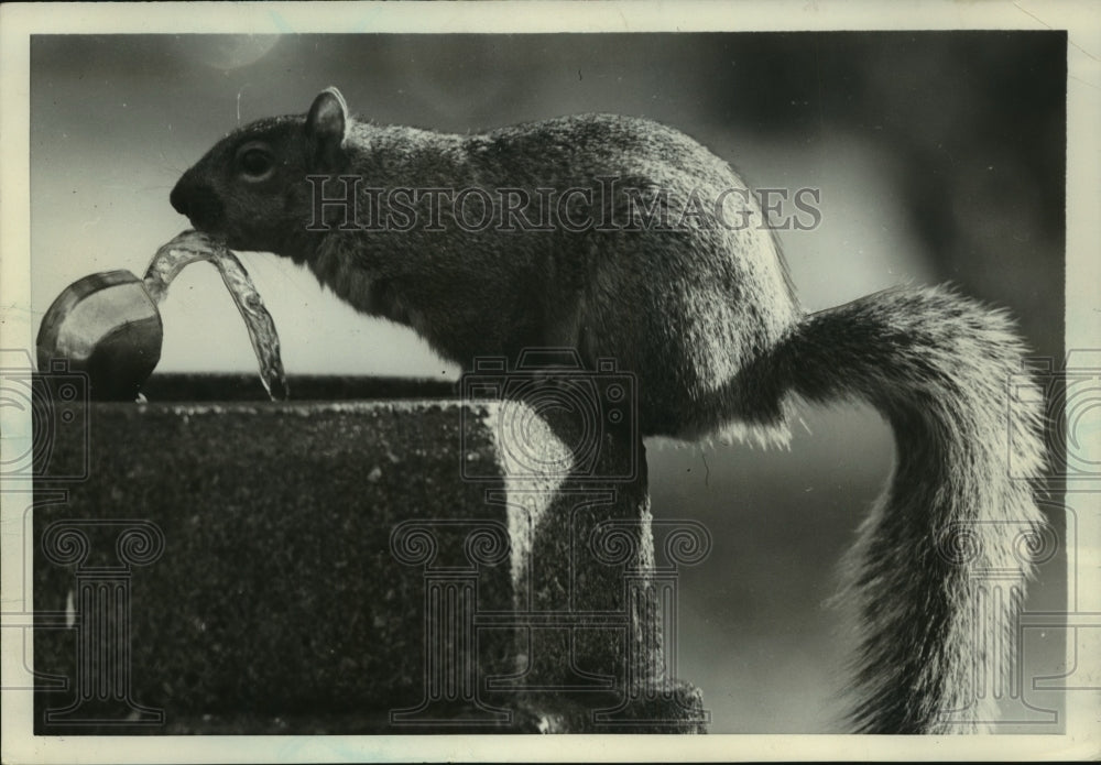 1951 Press Photo A squirrel taking a sip of water from fountain, Washington. - Historic Images