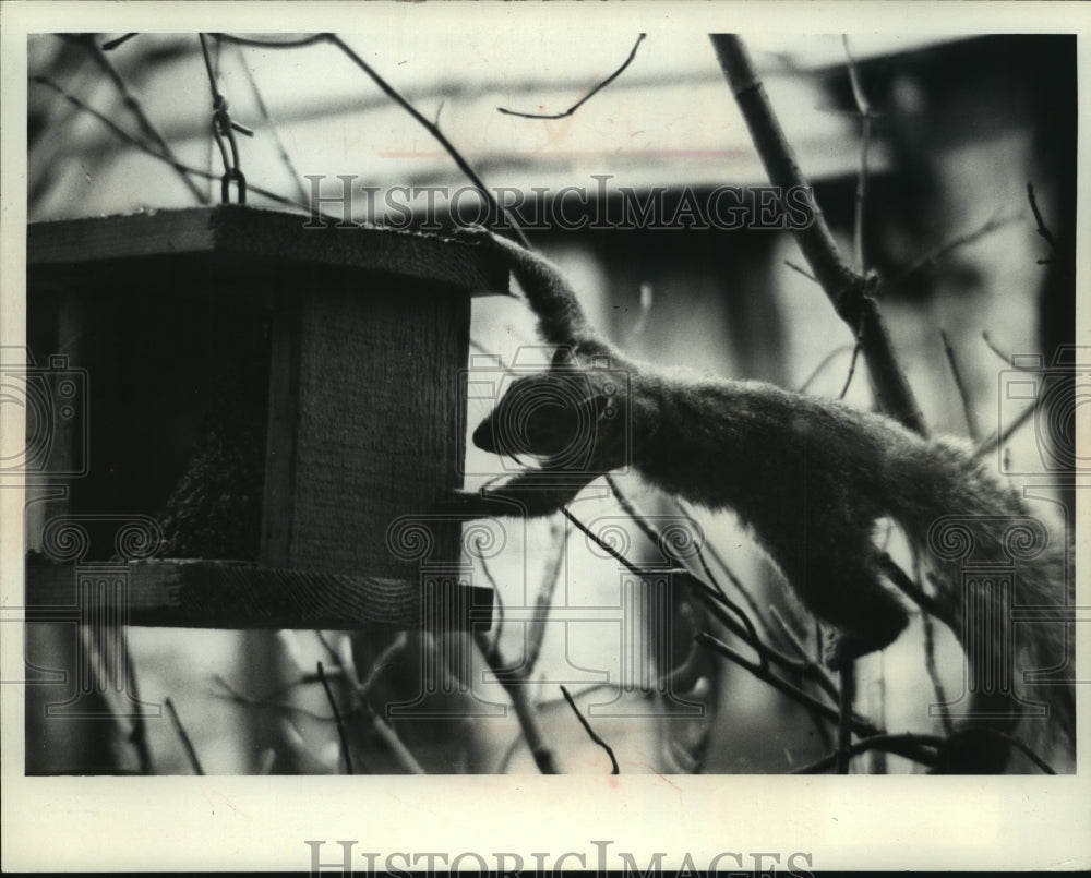 1974 Press Photo A squirrel trying to maneuver its way onto bird feeding tray. - Historic Images