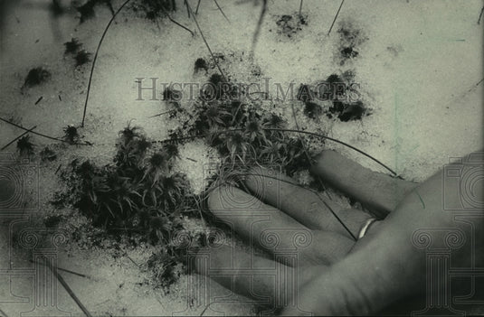 1985 A person touching Sphagnum moss at Spruce bog, Wisconsin. - Historic Images