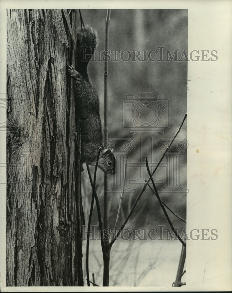 1977 Some homeowners would like squirrels to stay put in trees - Historic Images