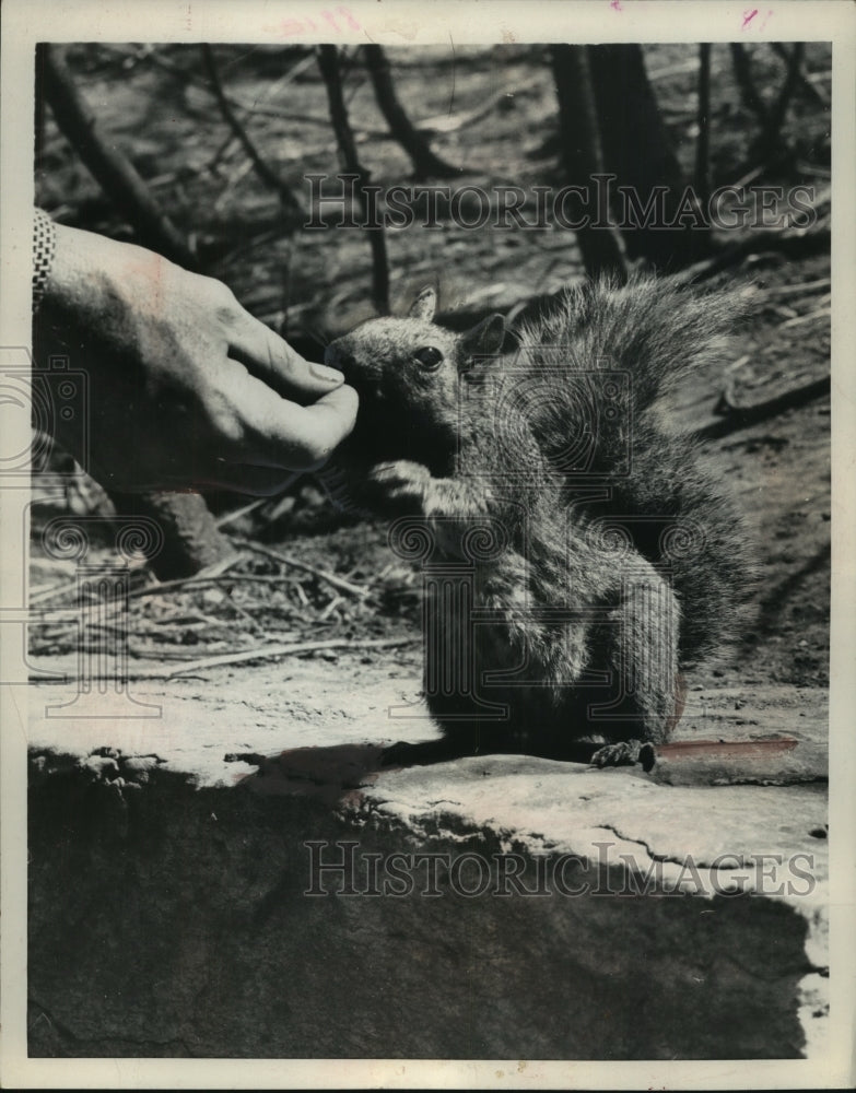 1953 Press Photo A squirrel being fed at Chicago&#39;s Lincoln park zoo - mjb92899-Historic Images