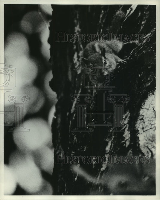 A chipmunk clinging to a tree-Historic Images