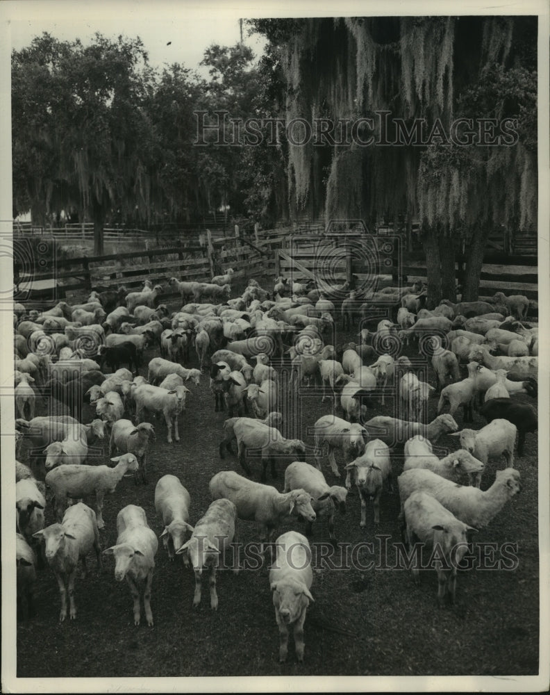 1951 Sheep in Orlando Corrals-Historic Images
