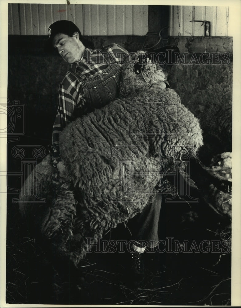 1991 Press Photo Sheep Shearing at Arbor Winds Farm. Terry Groth, is shearing. - Historic Images