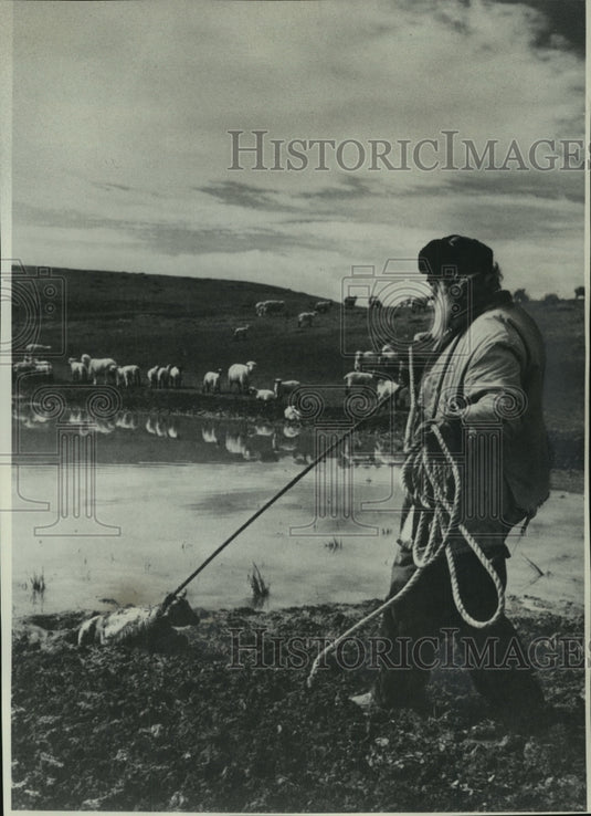 1976 Press Photo Sheep herder tending his flock. - mjb94195 - Historic Images