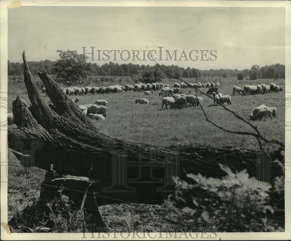 1944 Press Photo Sheep-raising states make war contribution - mjb94887 - Historic Images