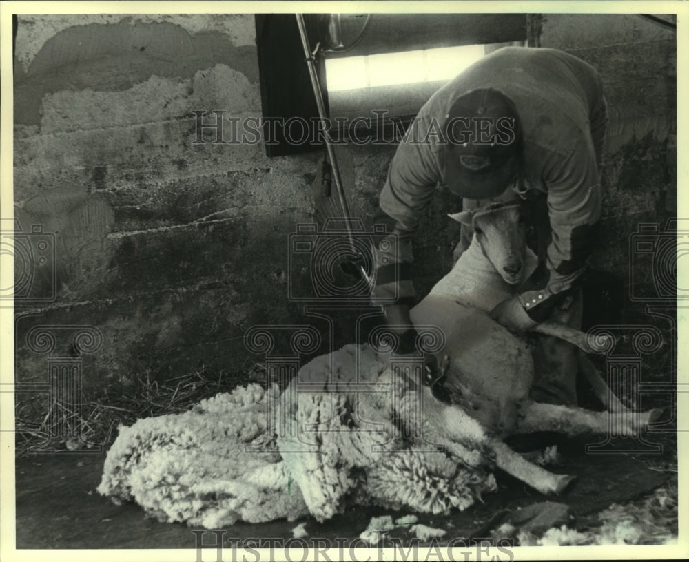 1982 Press Photo A sheep is being sheared for its wool - mjb94890 - Historic Images