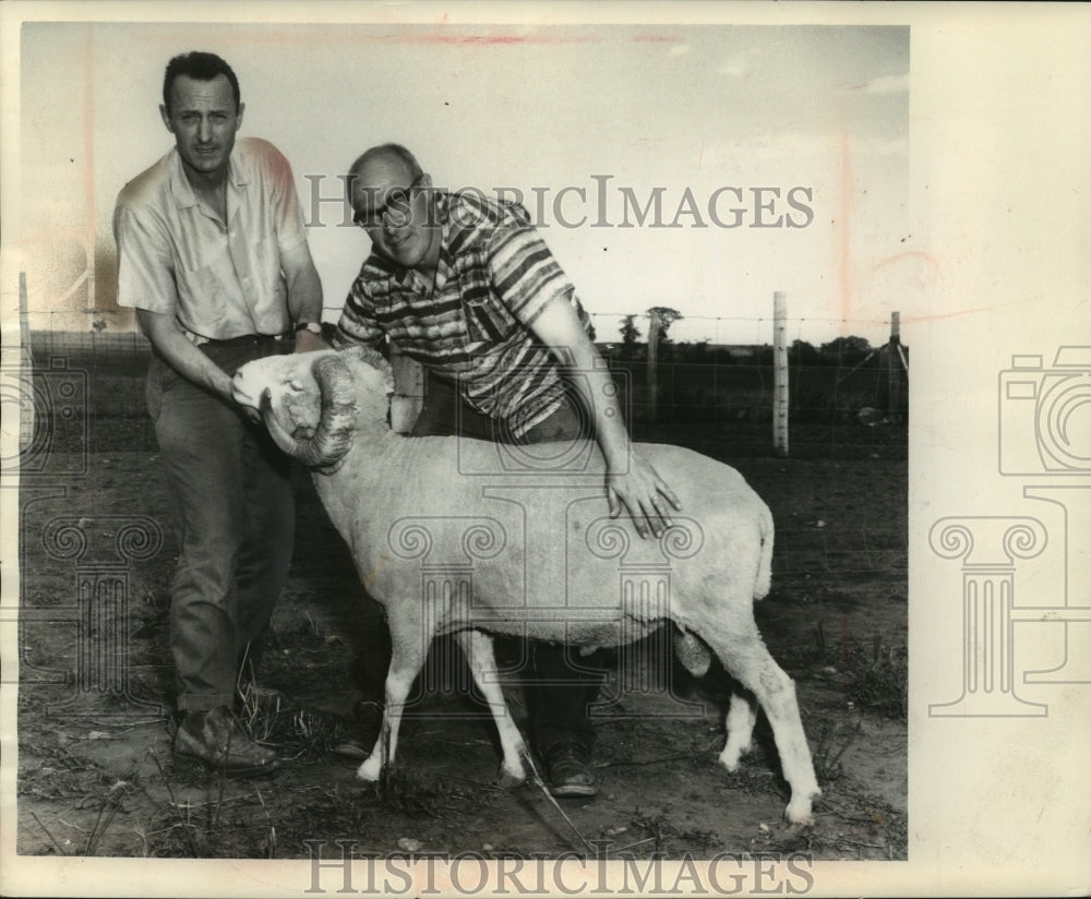 1962 Press Photo Ralpf S. Yohe and Donald Matthews with a sheep they crossbred- Historic Images