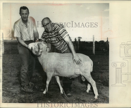 1962 Press Photo Ralpf S. Yohe and Donald Matthews with a sheep they crossbred- Historic Images
