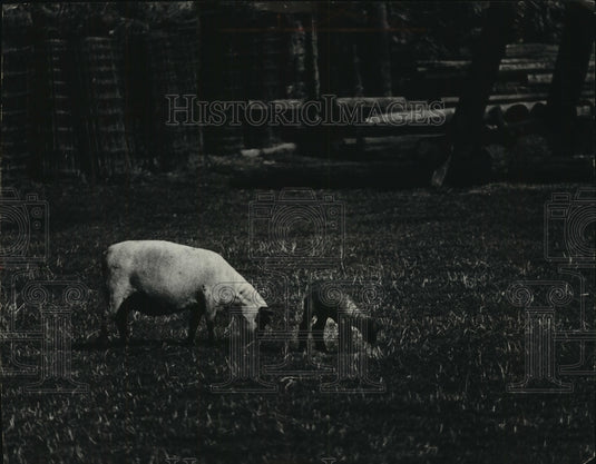 1971 Press Photo A mother sheep and her offspring on a field in New Berlin-Historic Images