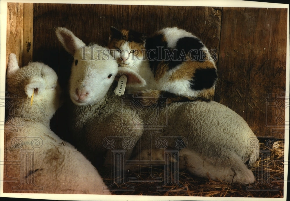 1993 Press Photo Two lambs and a cat looking for a warm place in Koller barn. - Historic Images