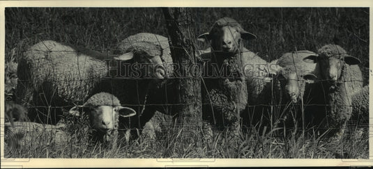 1985 Press Photo Sheep gathered near fence in Waukesha County in Big Bend. - Historic Images