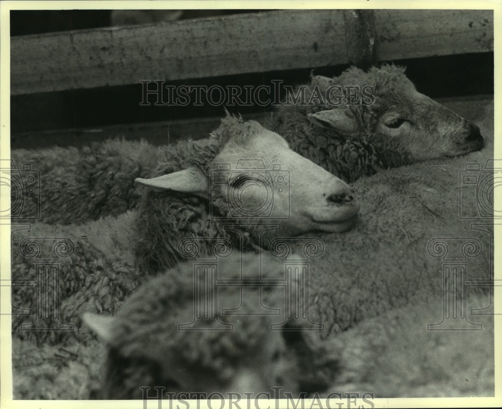1982 A herd of sheep crowded together. - Historic Images