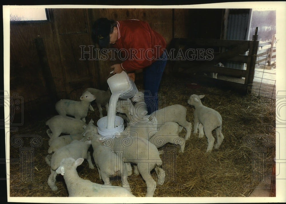 1993 Press Photo Baby sheep crowd around milk bucket at Sheep Dairy in Wisconsin - Historic Images