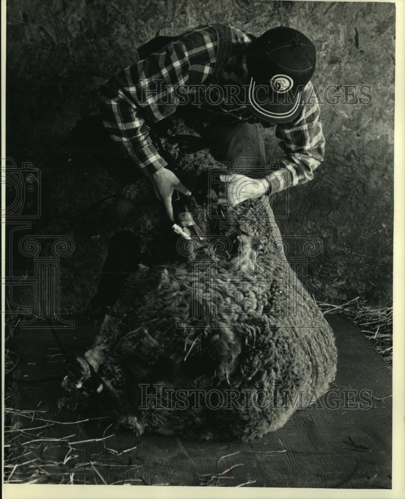 1991 Press Photo Terry Groth shears a sheep at the Arbor Winds Farm - mjb94904 - Historic Images