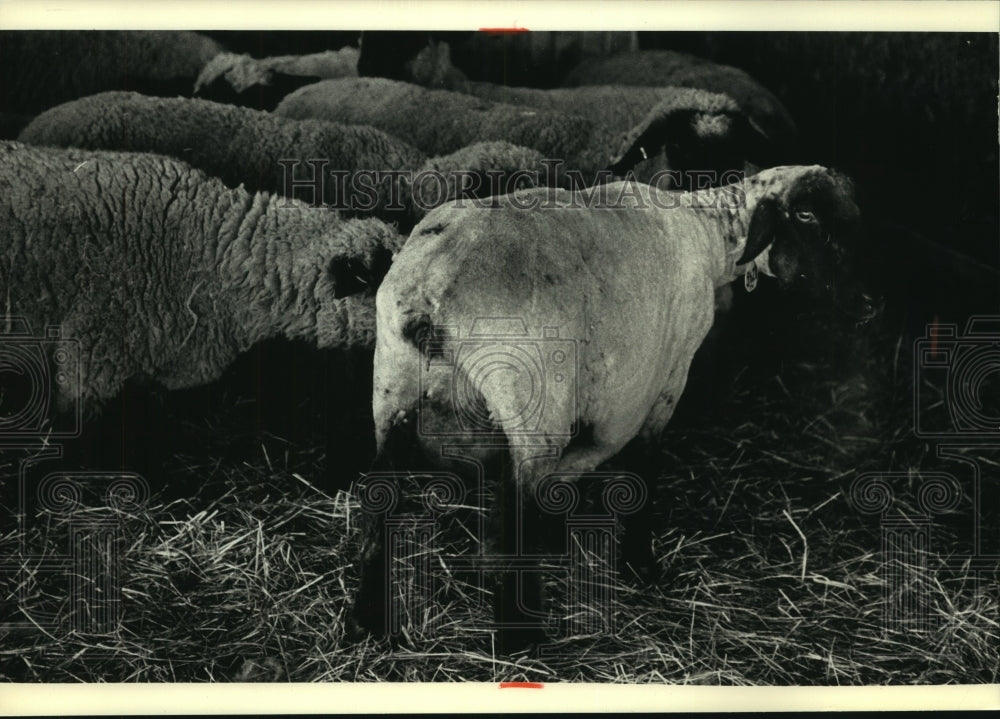 1991 Press Photo A sheared sheep rejoins the flock at the Arbor Winds Farm - Historic Images