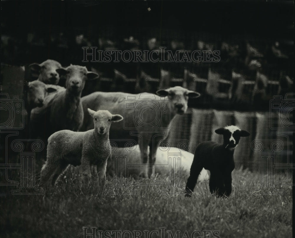 1983 Mother sheep and young with flock looking at photographer. - Historic Images