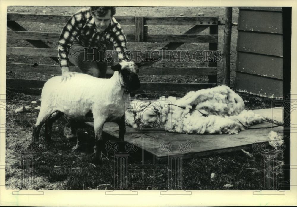 1984 James Portz with his sheep that lost winter coat, Wisconsin. - Historic Images