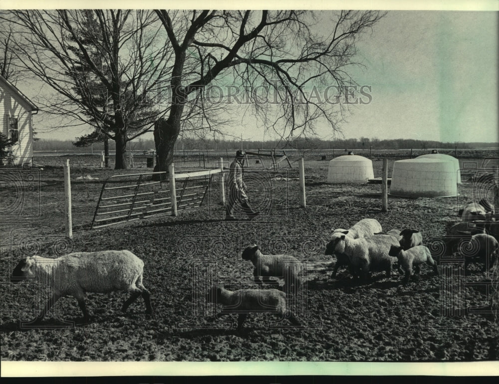 1985 Press Photo Alfred Pullin walking across lamb pen on his farm, Wisconsin.-Historic Images