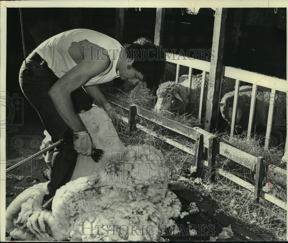 1979 Press Photo Daniel O&#39;Neil, shearing sheep on Werner Fischer family farm. - Historic Images