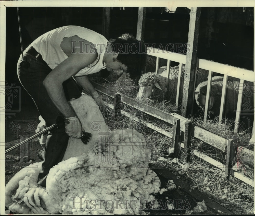 1979 Press Photo Daniel O'Neil, shearing sheep on Werner Fischer family farm. - Historic Images
