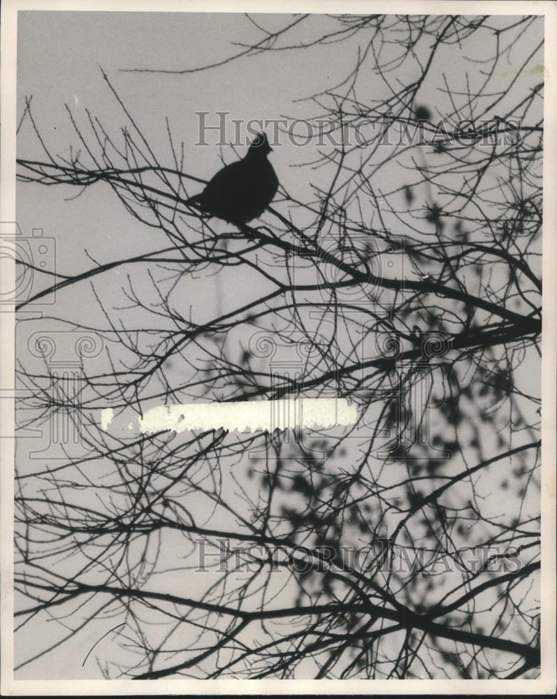 1957 Press Photo A Prairie Chicken perched on branch of a tree - mjb95241- Historic Images