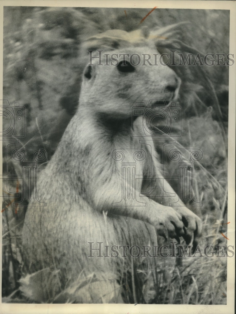 1963 Press Photo &quot;Butch&quot; the Prairie Dog at Niobrara National Wildlife Refuge - Historic Images