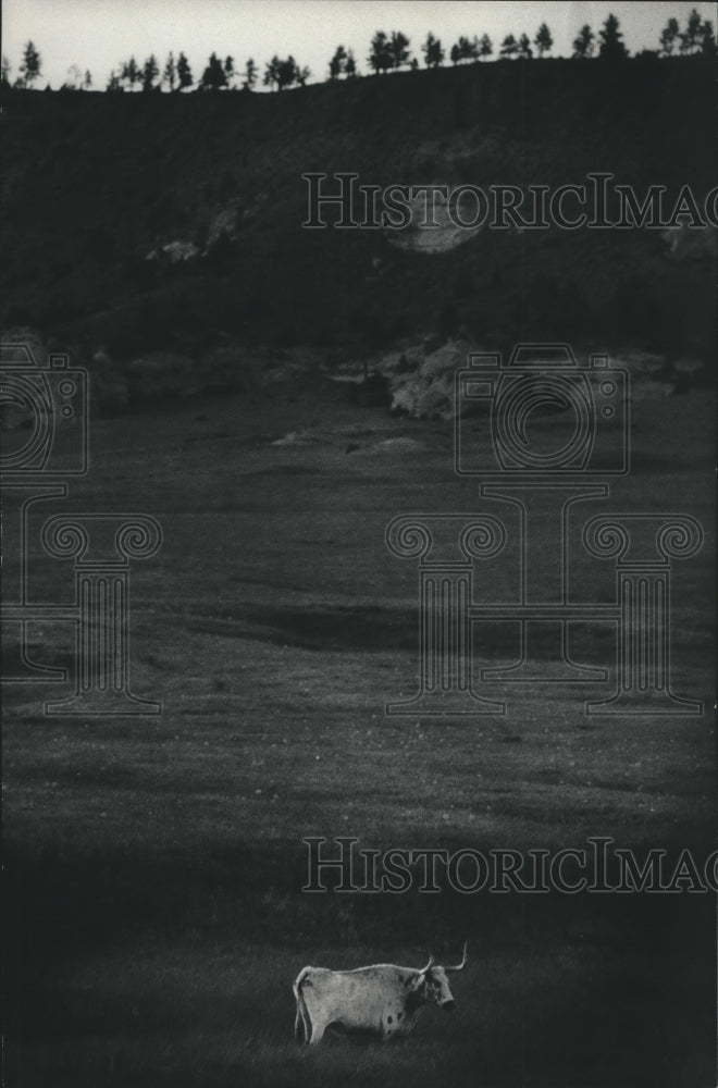 1976 Press Photo A Bull Stands Knee Deep in June Grass Along Rosebud Creek - Historic Images
