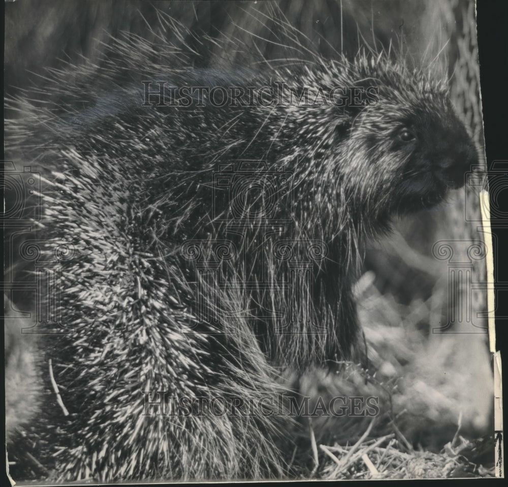 1949 Press Photo A porcupine has an arsenal of darts, can pierce a lot of hearts - Historic Images