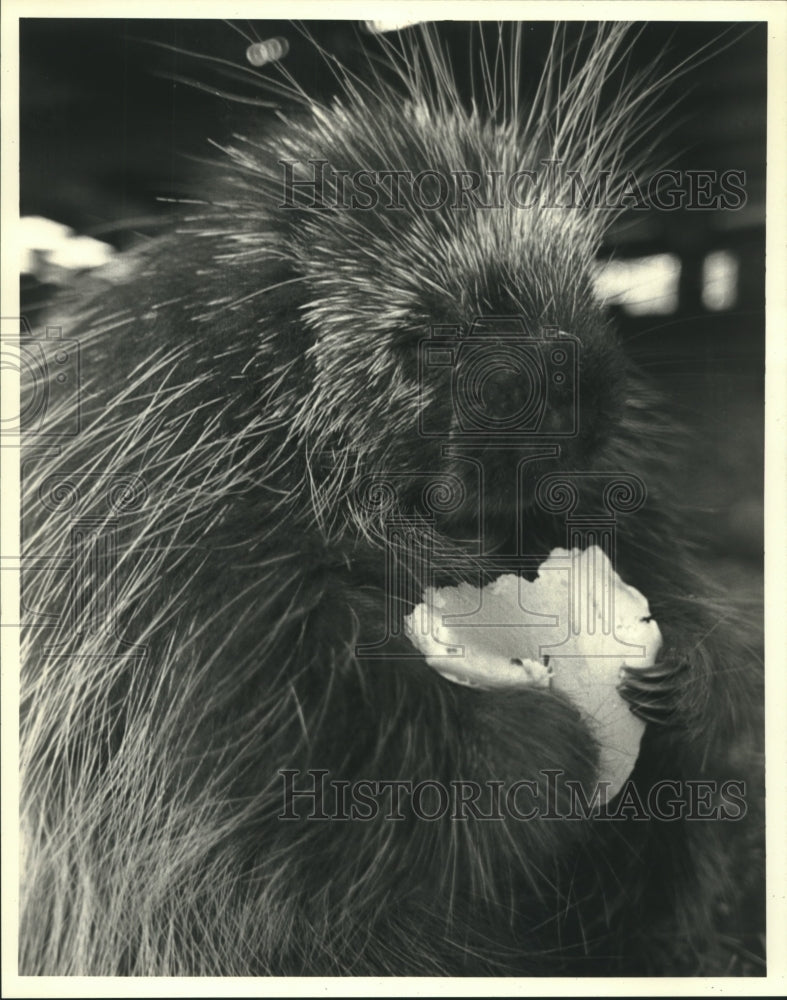 1987 Press Photo Porcupine enjoys a pancake at Jim Peck&#39;s Wildwood Game Farm - Historic Images