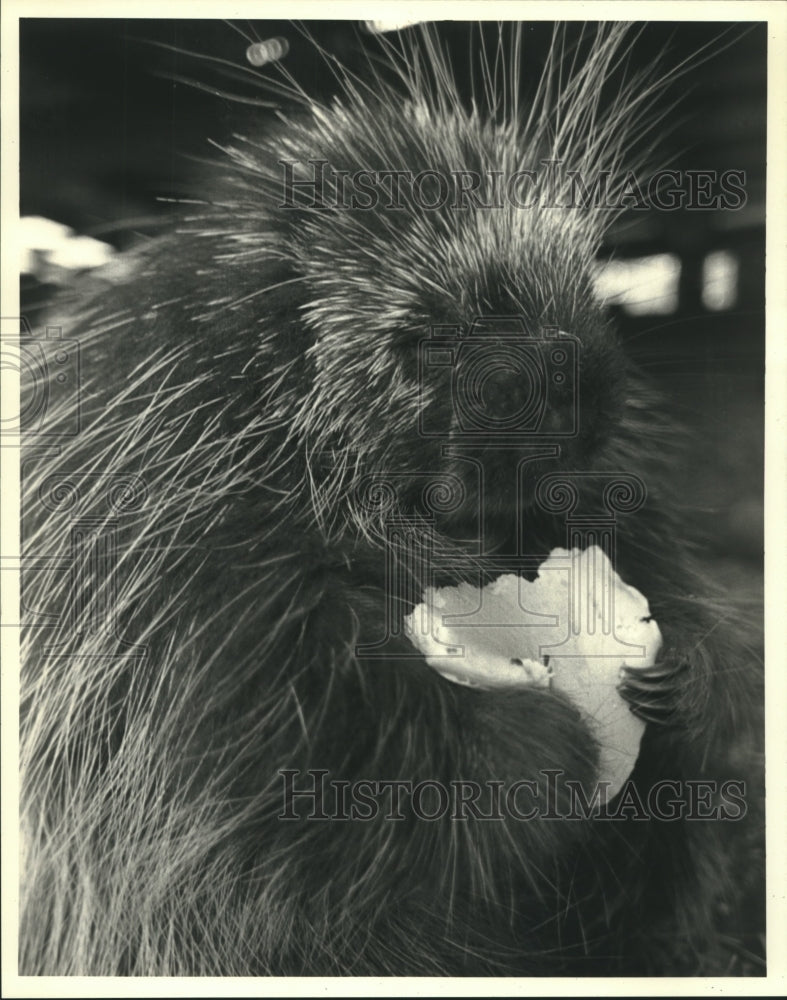 1987 Press Photo Porcupine enjoys a pancake at Jim Peck's Wildwood Game Farm - Historic Images